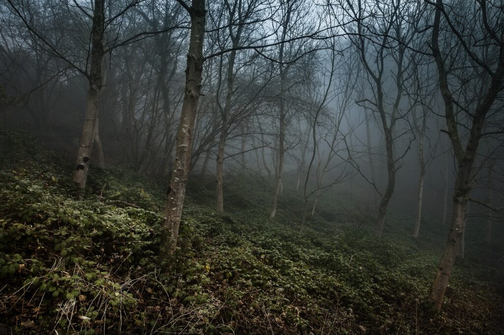 foggy, forest, misty-4660940.jpg