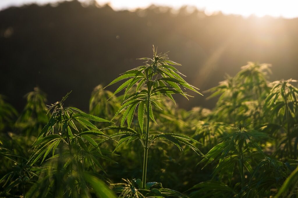 hemp, cannabis, field-7212781.jpg