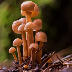 small mushroom, mini mushroom, mushrooms-4461418.jpg